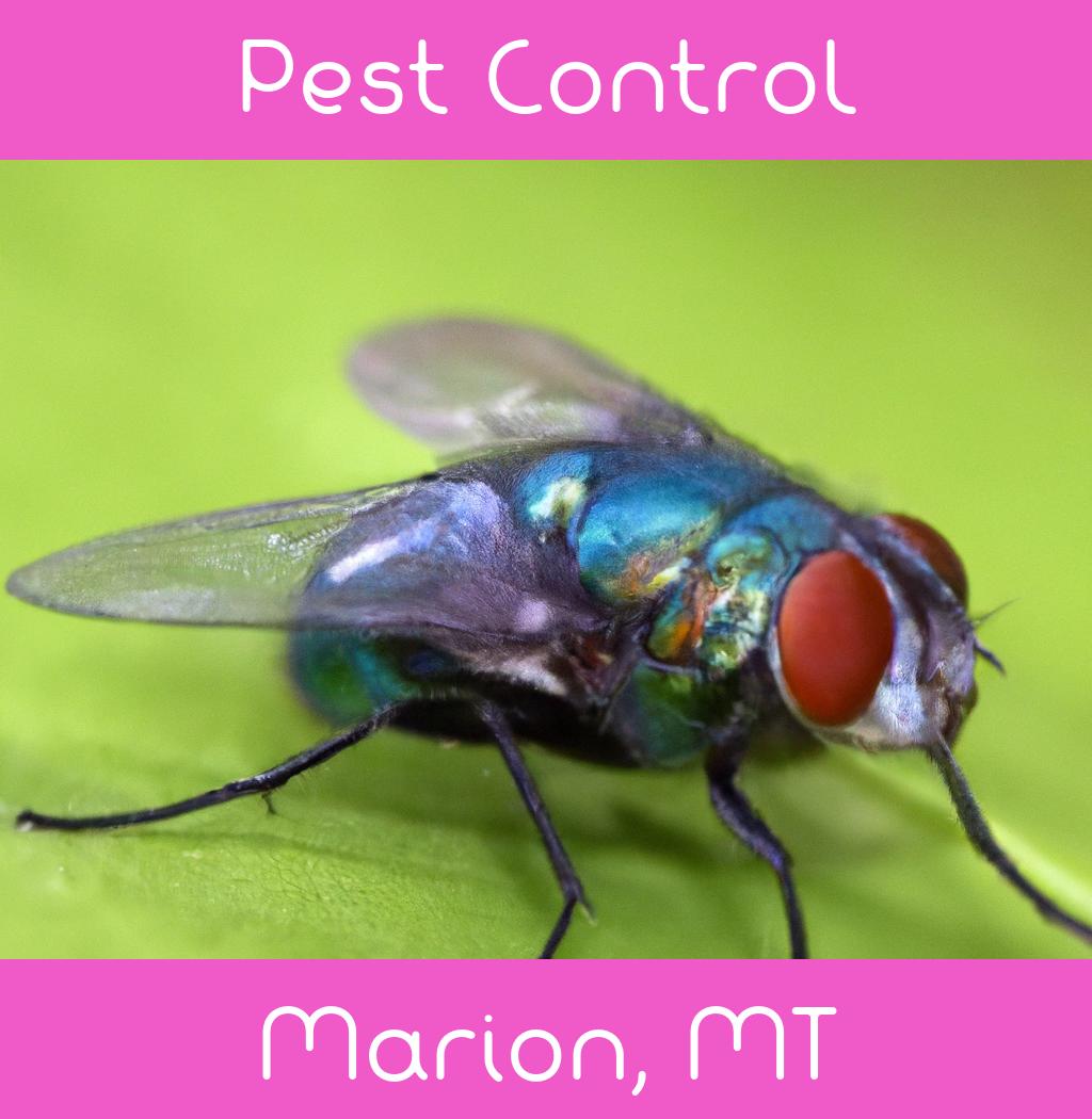 pest control in Marion Montana
