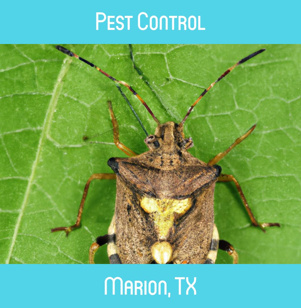 pest control in Marion Texas