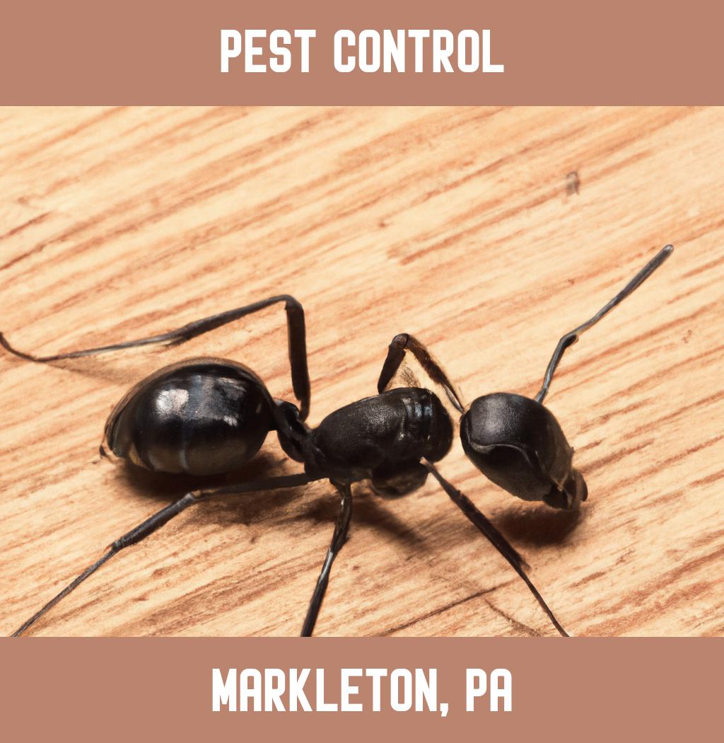 pest control in Markleton Pennsylvania