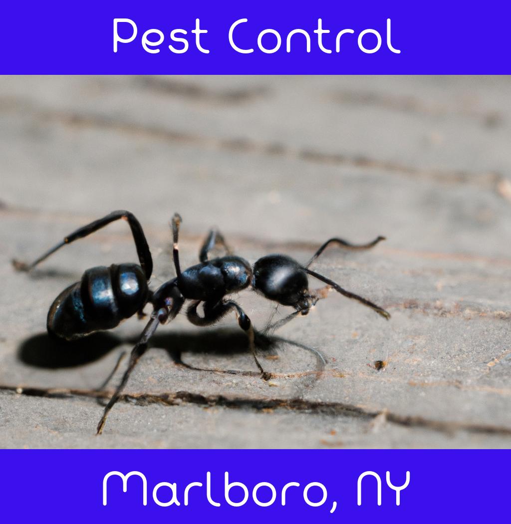 pest control in Marlboro New York