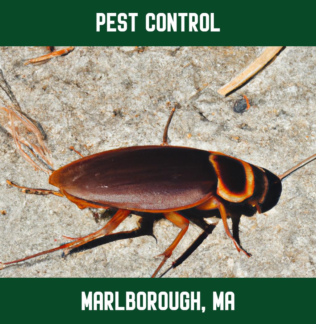 pest control in Marlborough Massachusetts
