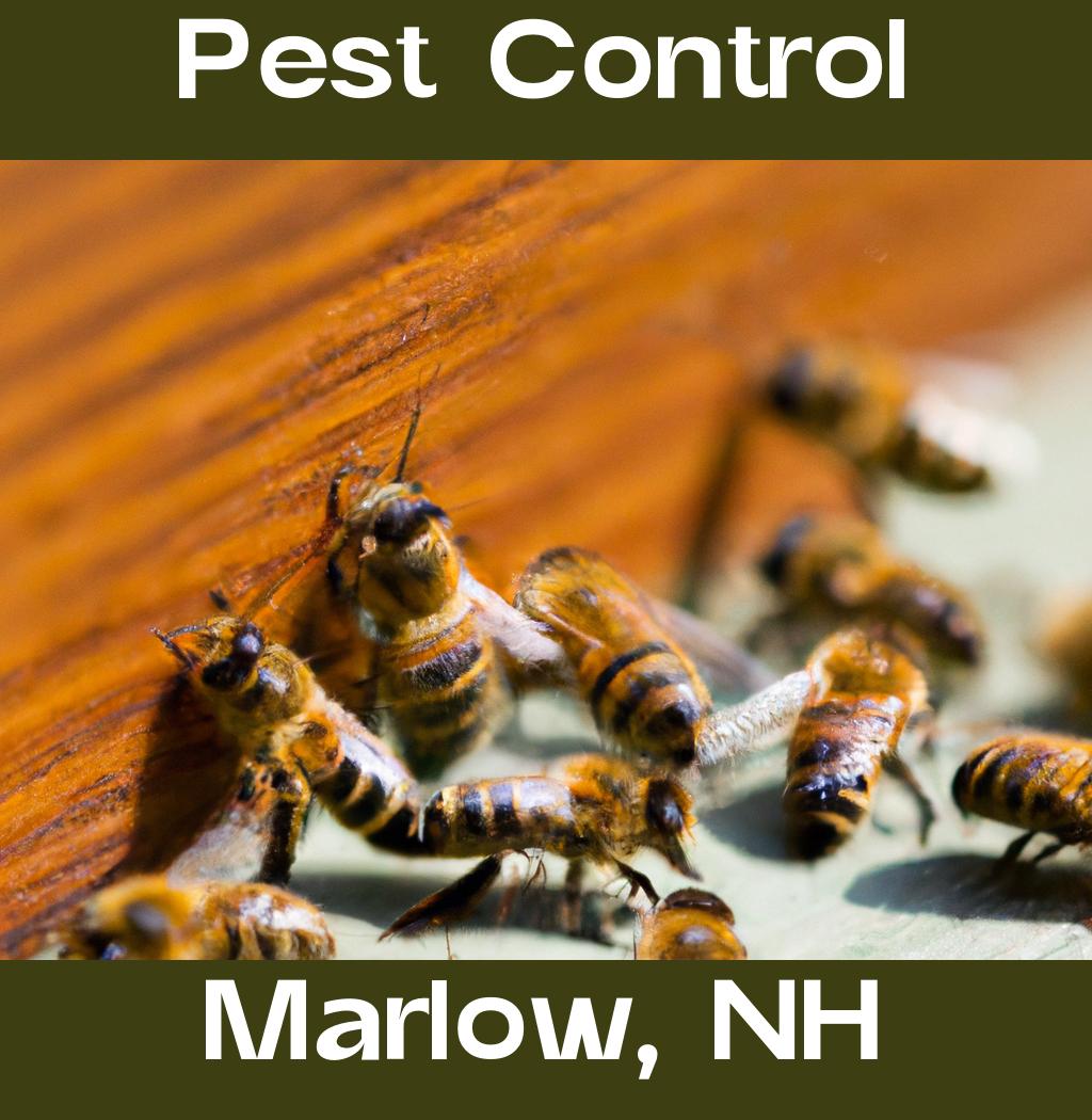pest control in Marlow New Hampshire