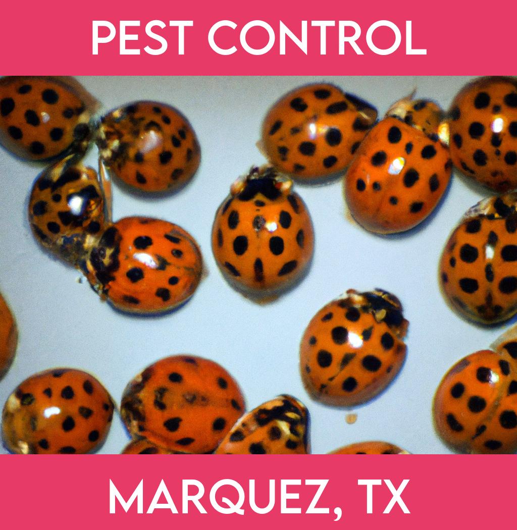 pest control in Marquez Texas