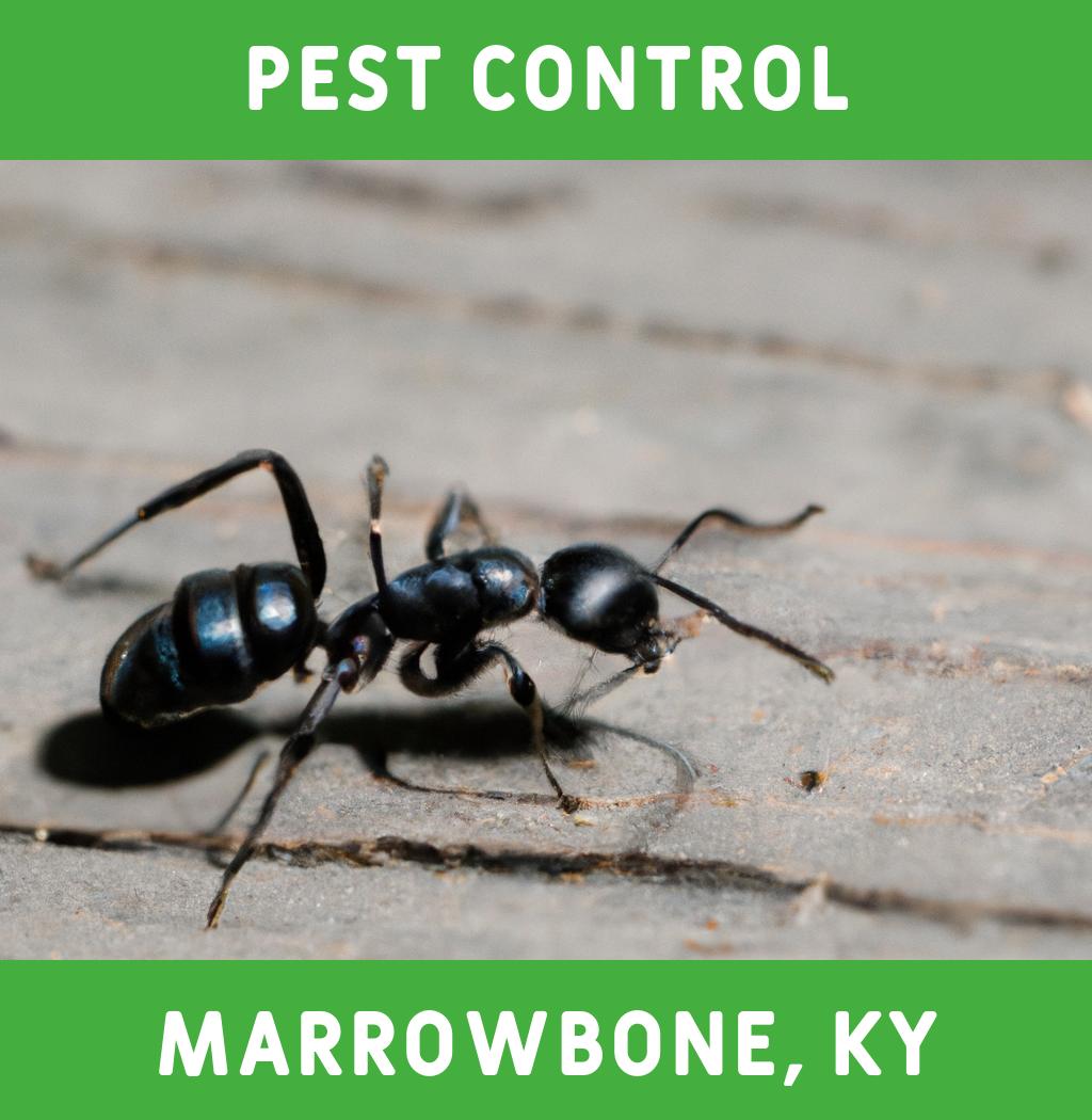 pest control in Marrowbone Kentucky
