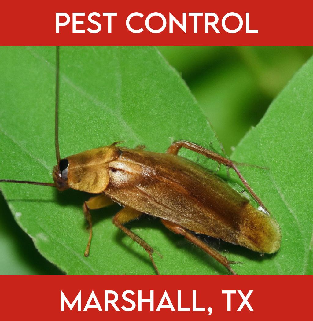 pest control in Marshall Texas