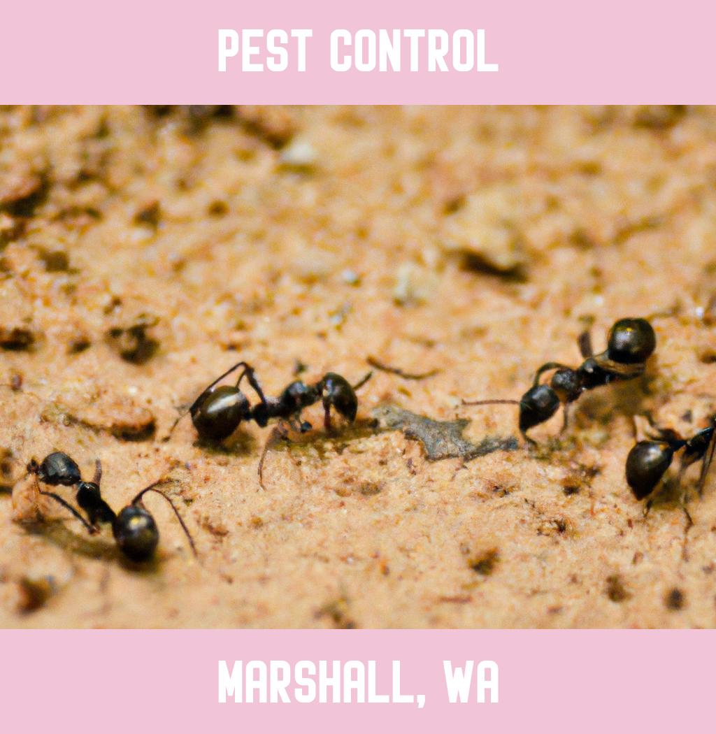 pest control in Marshall Washington