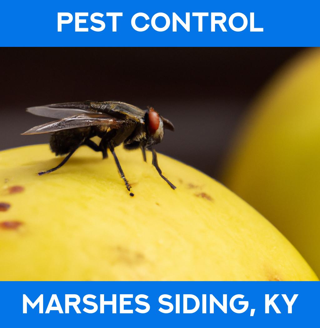 pest control in Marshes Siding Kentucky