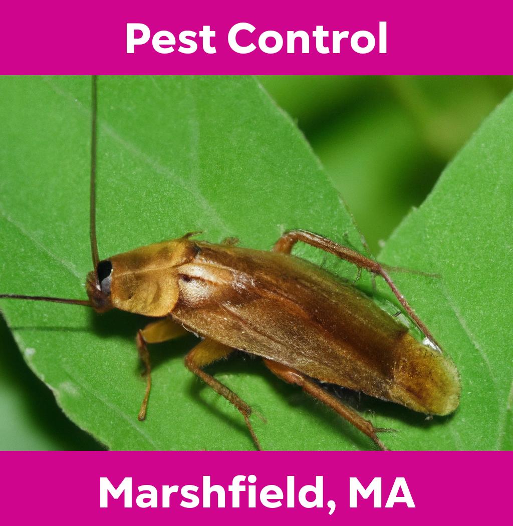 pest control in Marshfield Massachusetts