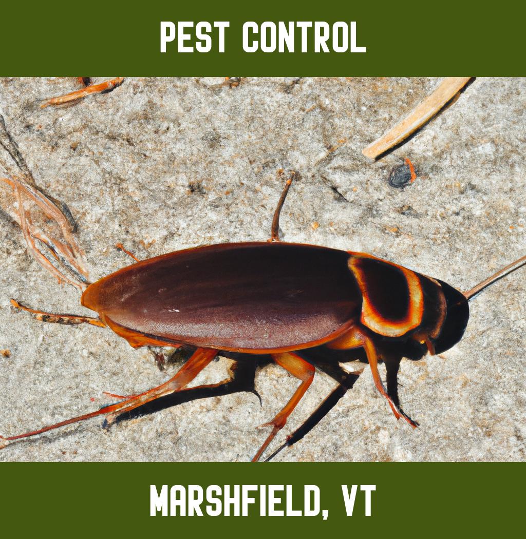 pest control in Marshfield Vermont
