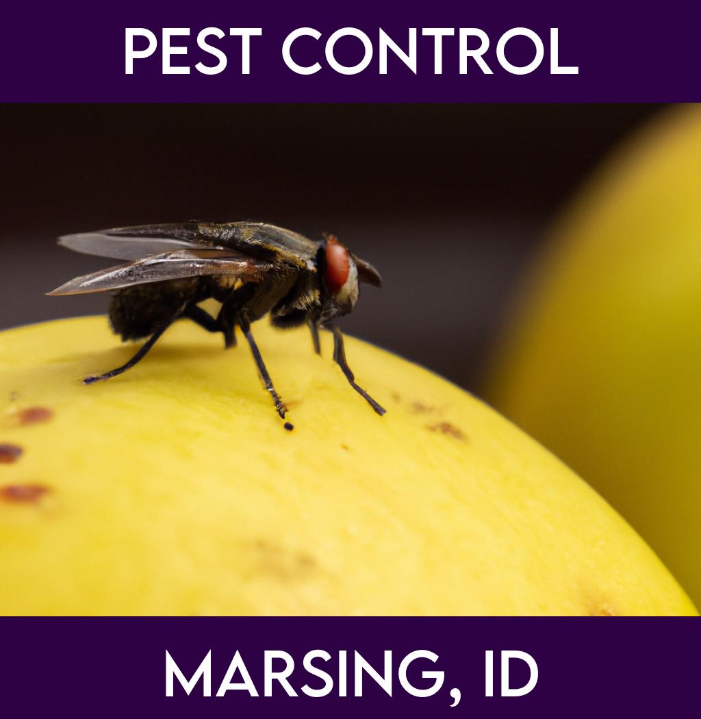 pest control in Marsing Idaho