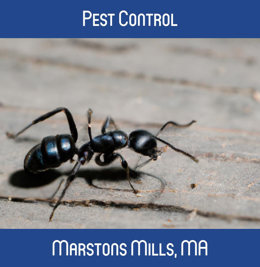 pest control in Marstons Mills Massachusetts