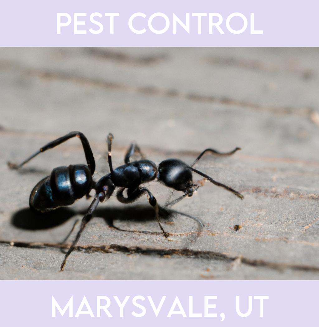 pest control in Marysvale Utah