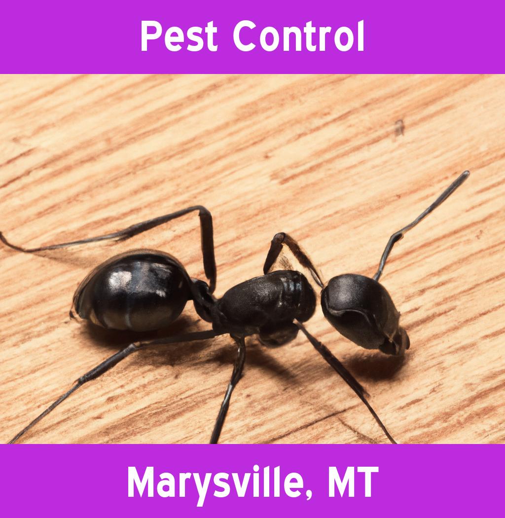 pest control in Marysville Montana