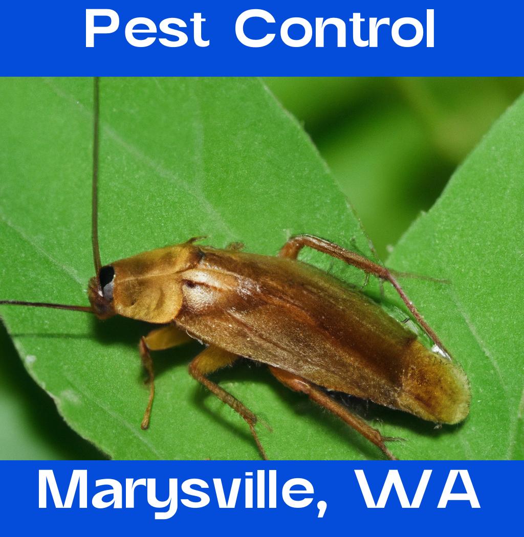pest control in Marysville Washington