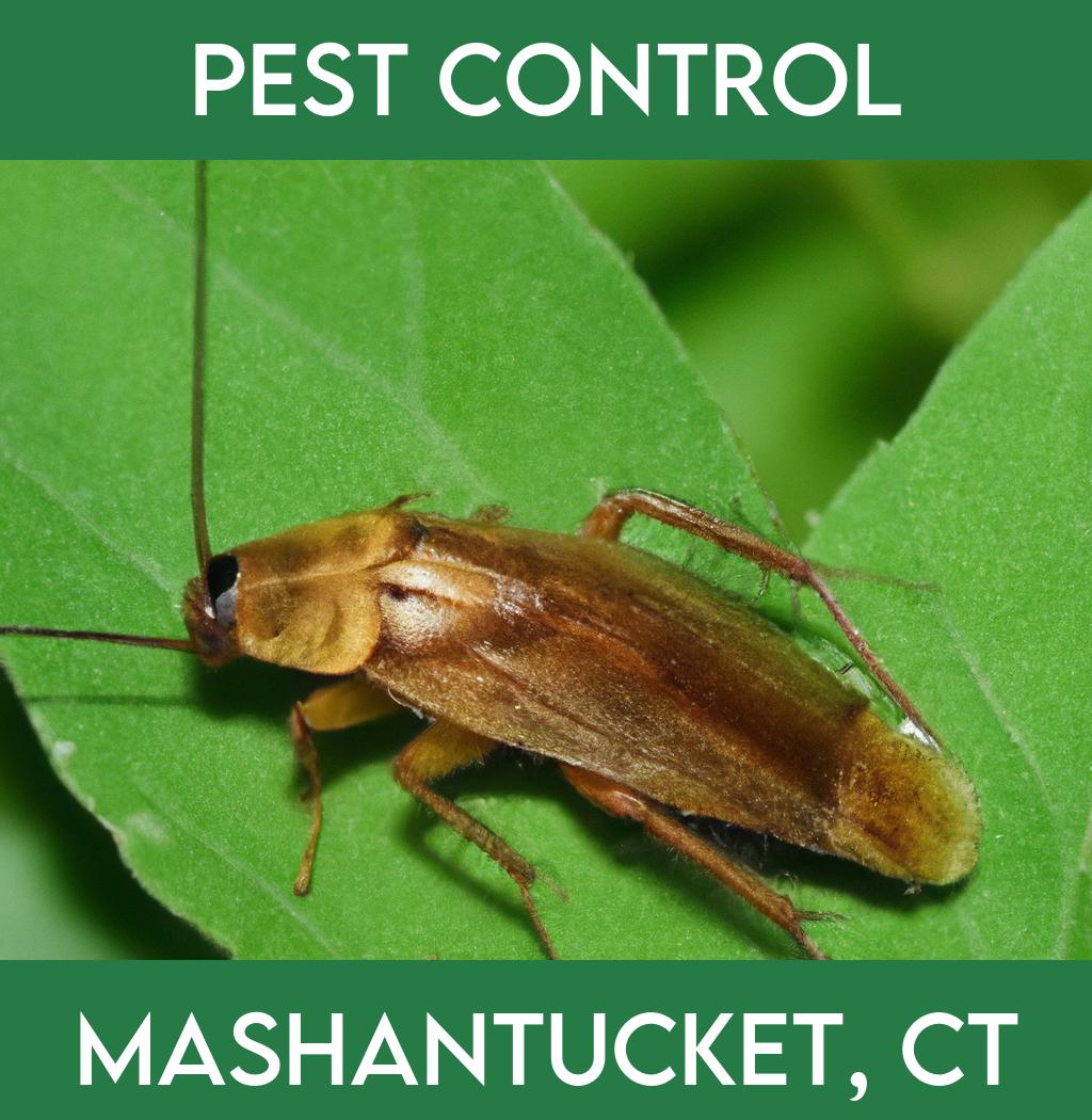pest control in Mashantucket Connecticut
