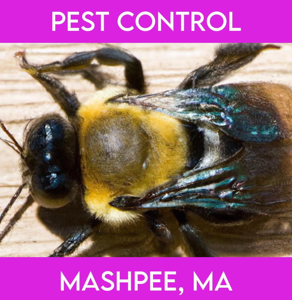 pest control in Mashpee Massachusetts