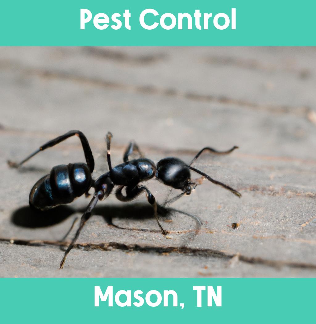 pest control in Mason Tennessee