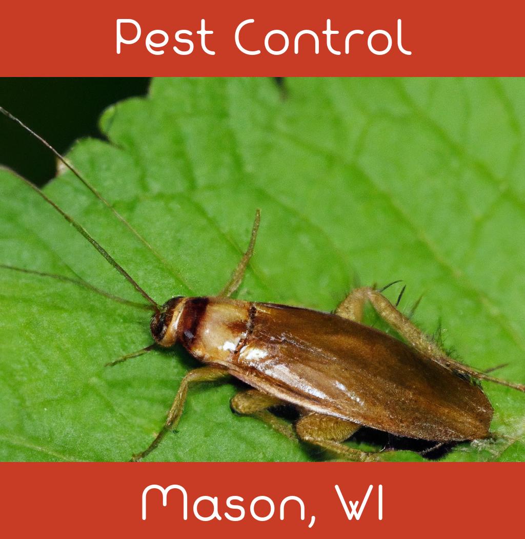 pest control in Mason Wisconsin