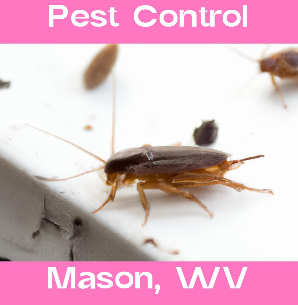 pest control in Mason West Virginia