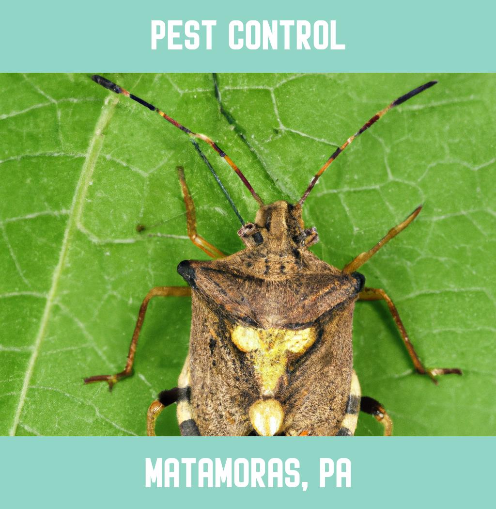 pest control in Matamoras Pennsylvania