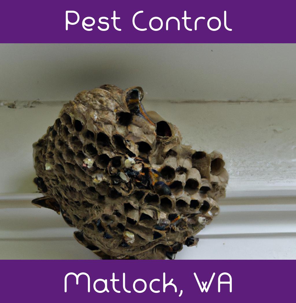 pest control in Matlock Washington