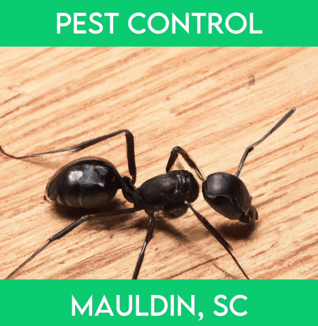 pest control in Mauldin South Carolina