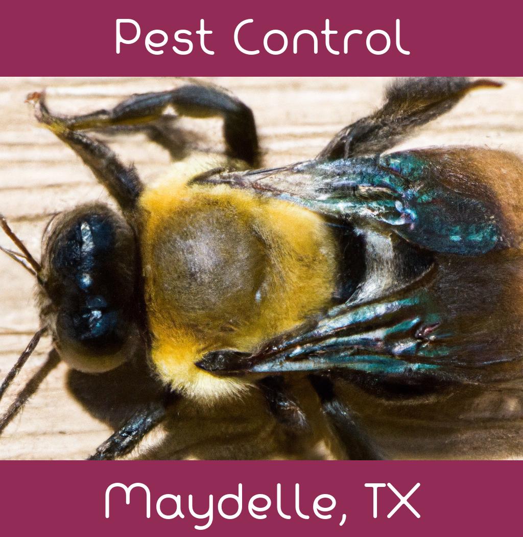 pest control in Maydelle Texas