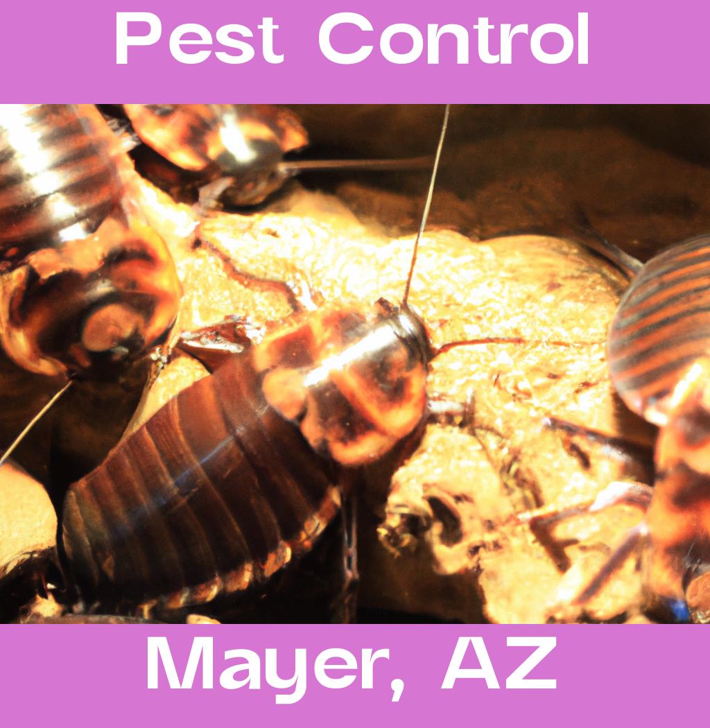 pest control in Mayer Arizona