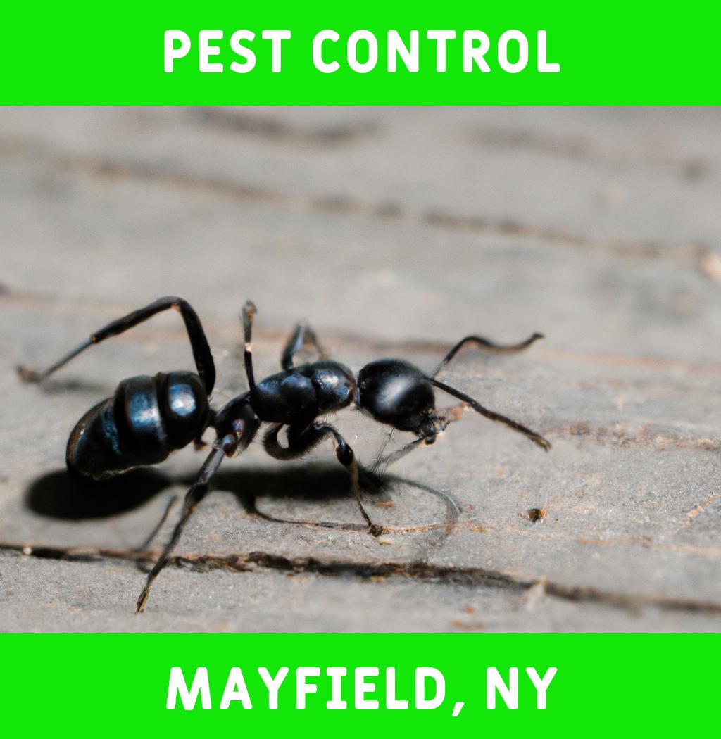 pest control in Mayfield New York