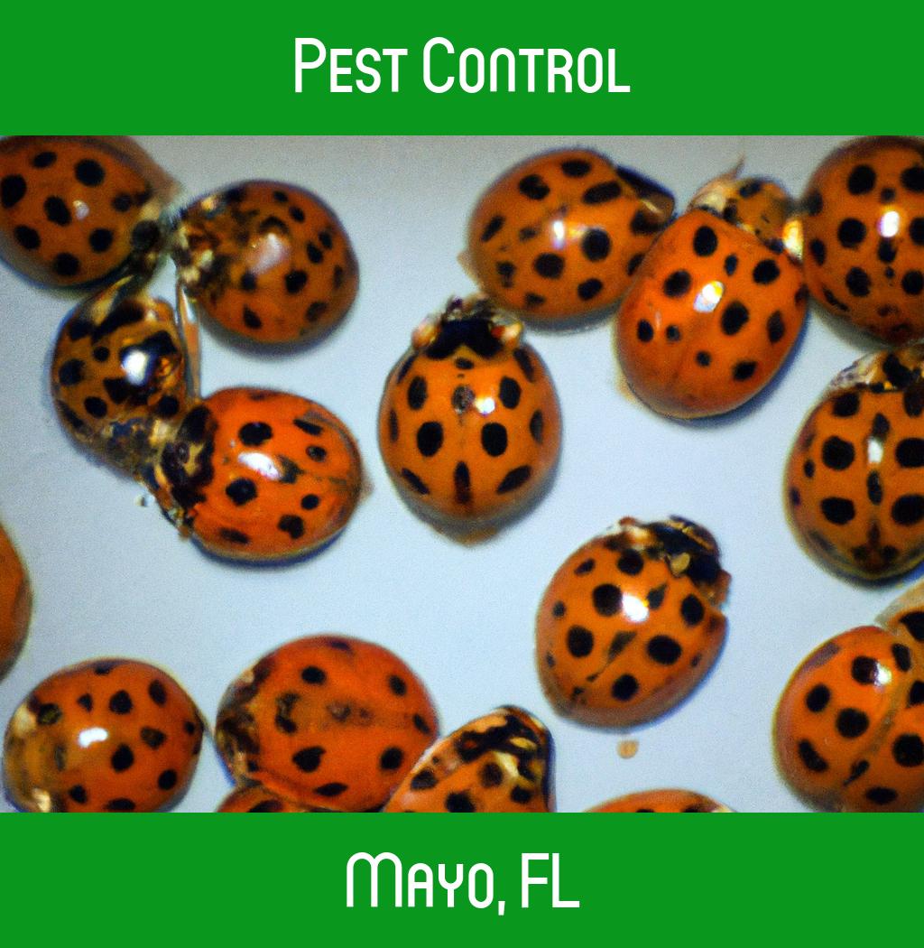 pest control in Mayo Florida