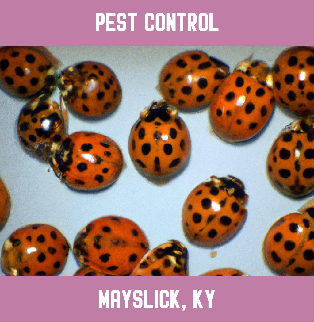 pest control in Mayslick Kentucky