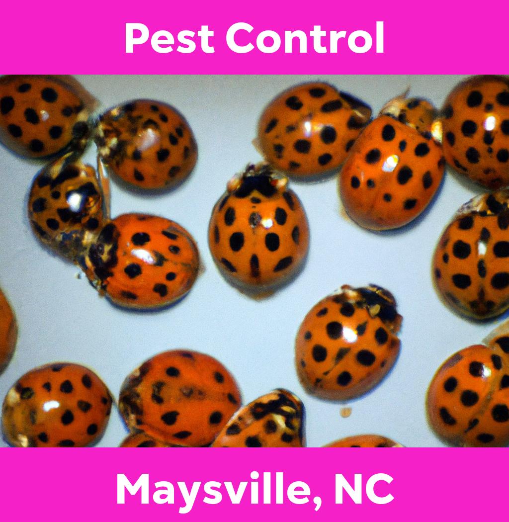 pest control in Maysville North Carolina
