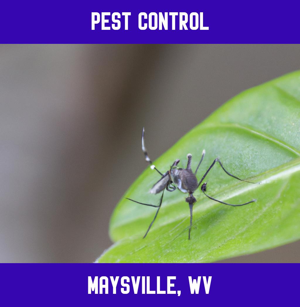 pest control in Maysville West Virginia