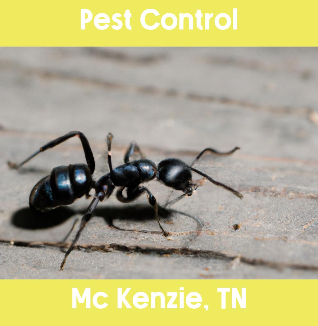 pest control in Mc Kenzie Tennessee