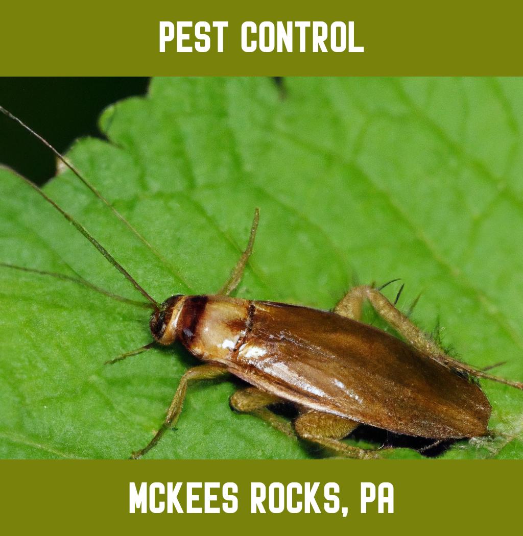 pest control in Mckees Rocks Pennsylvania