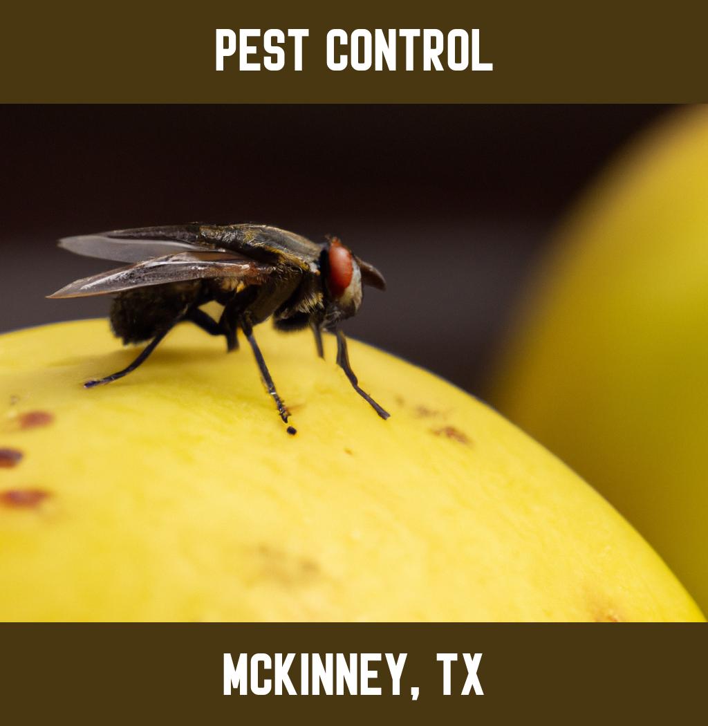 pest control in Mckinney Texas