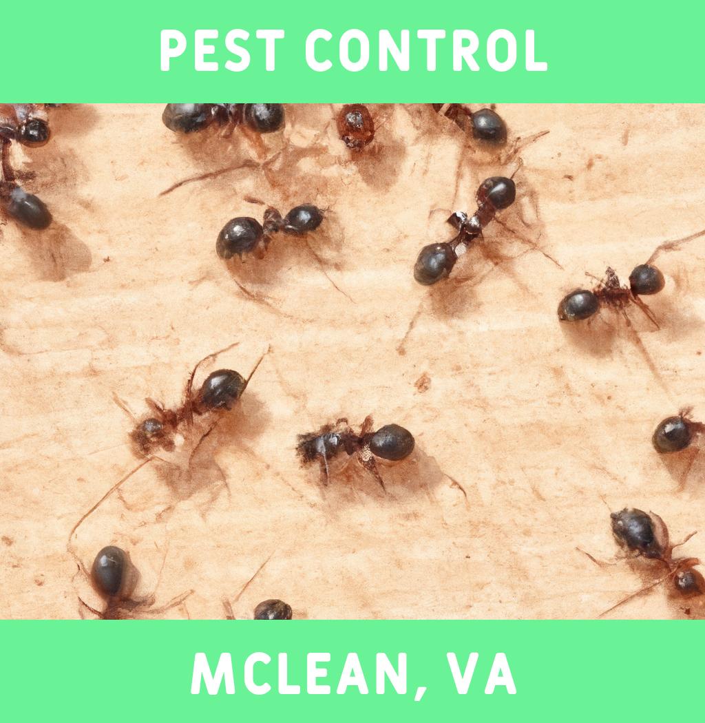 pest control in Mclean Virginia