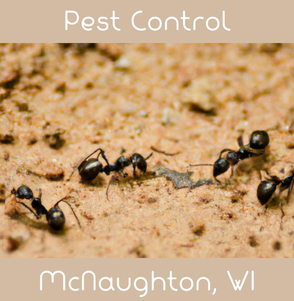 pest control in Mcnaughton Wisconsin