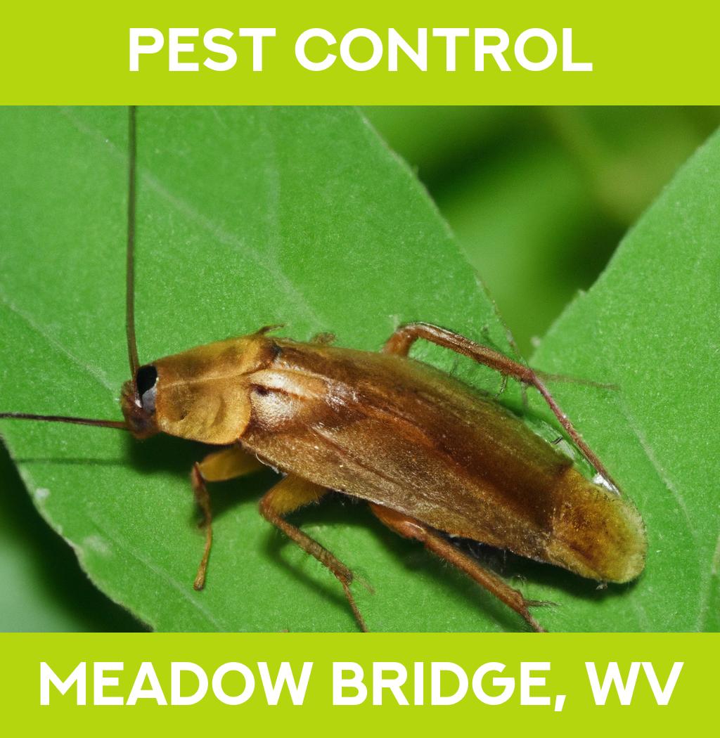 pest control in Meadow Bridge West Virginia