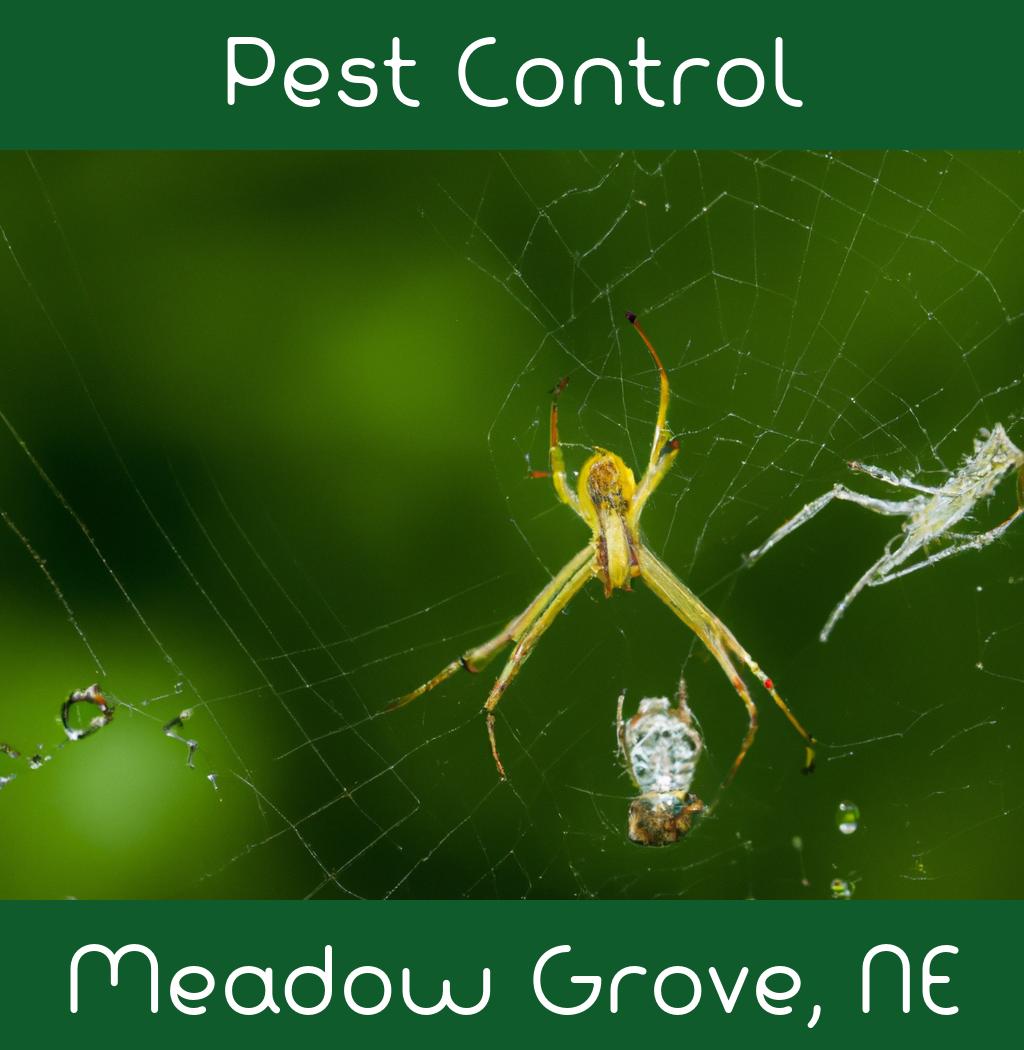 pest control in Meadow Grove Nebraska