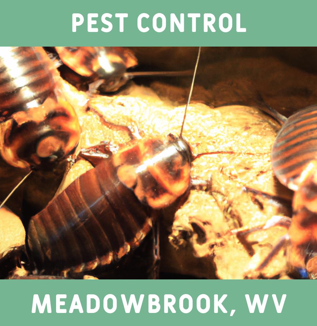 pest control in Meadowbrook West Virginia