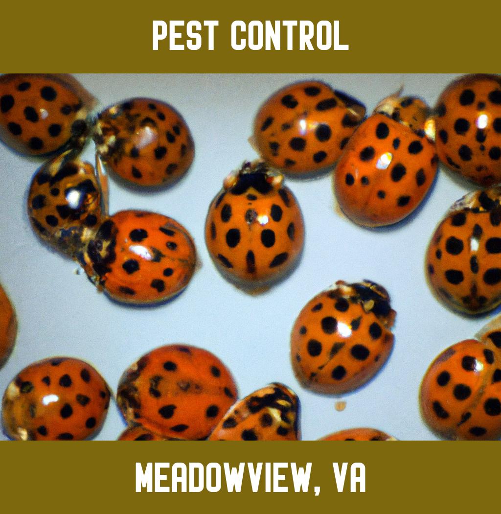 pest control in Meadowview Virginia