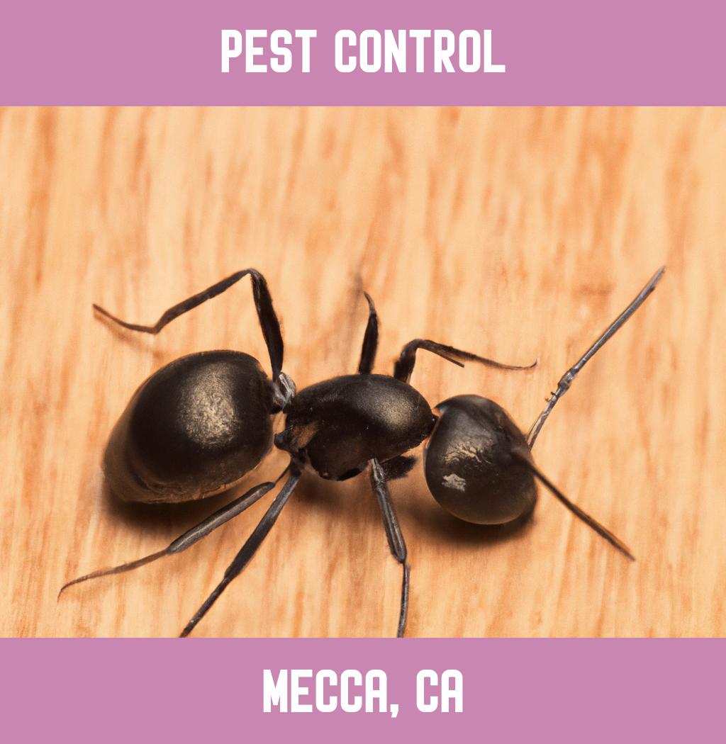 pest control in Mecca California