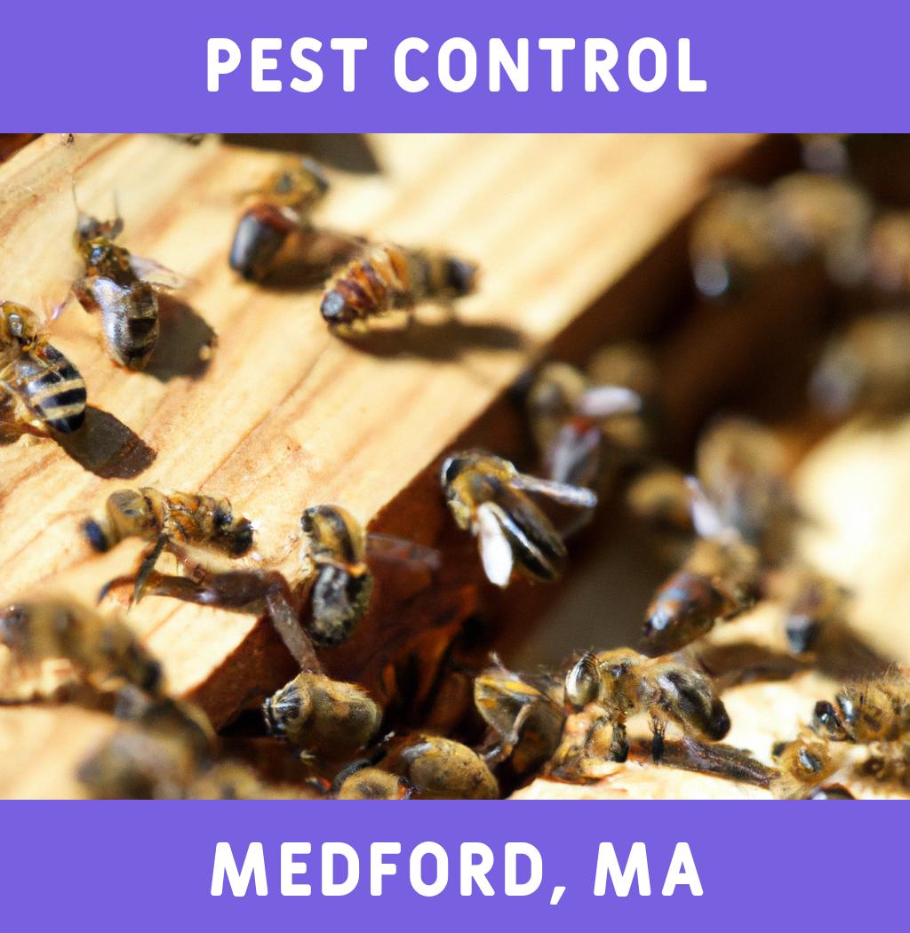 pest control in Medford Massachusetts