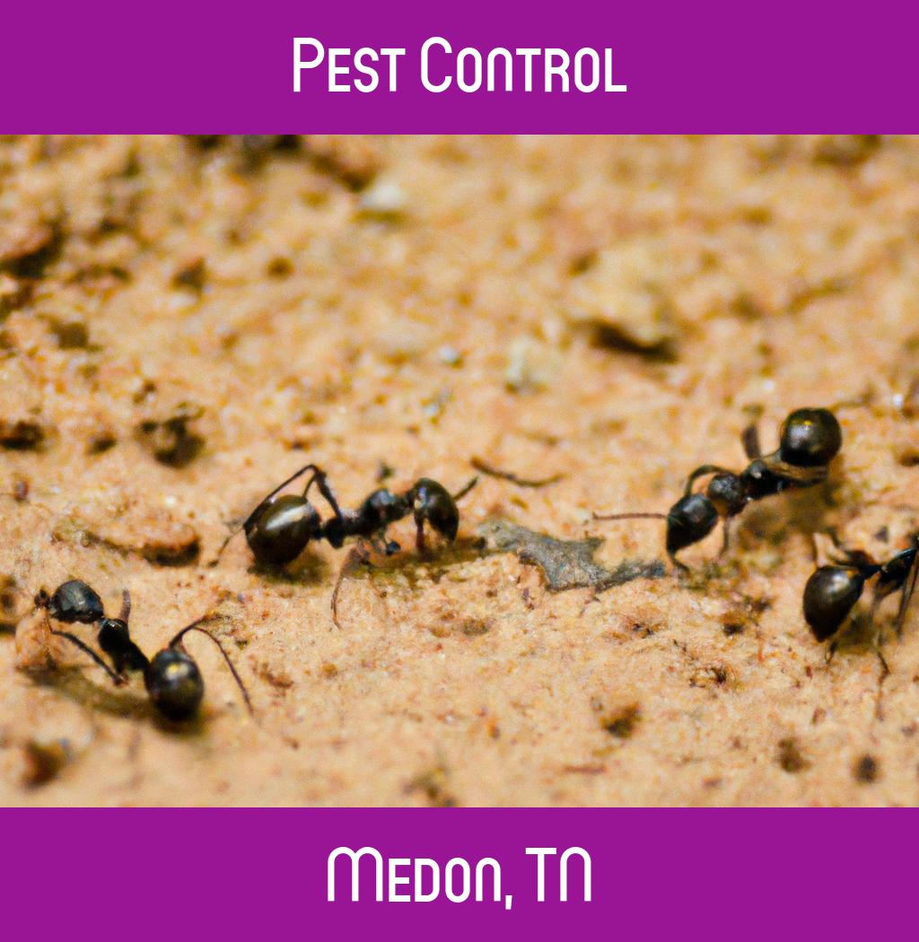 pest control in Medon Tennessee