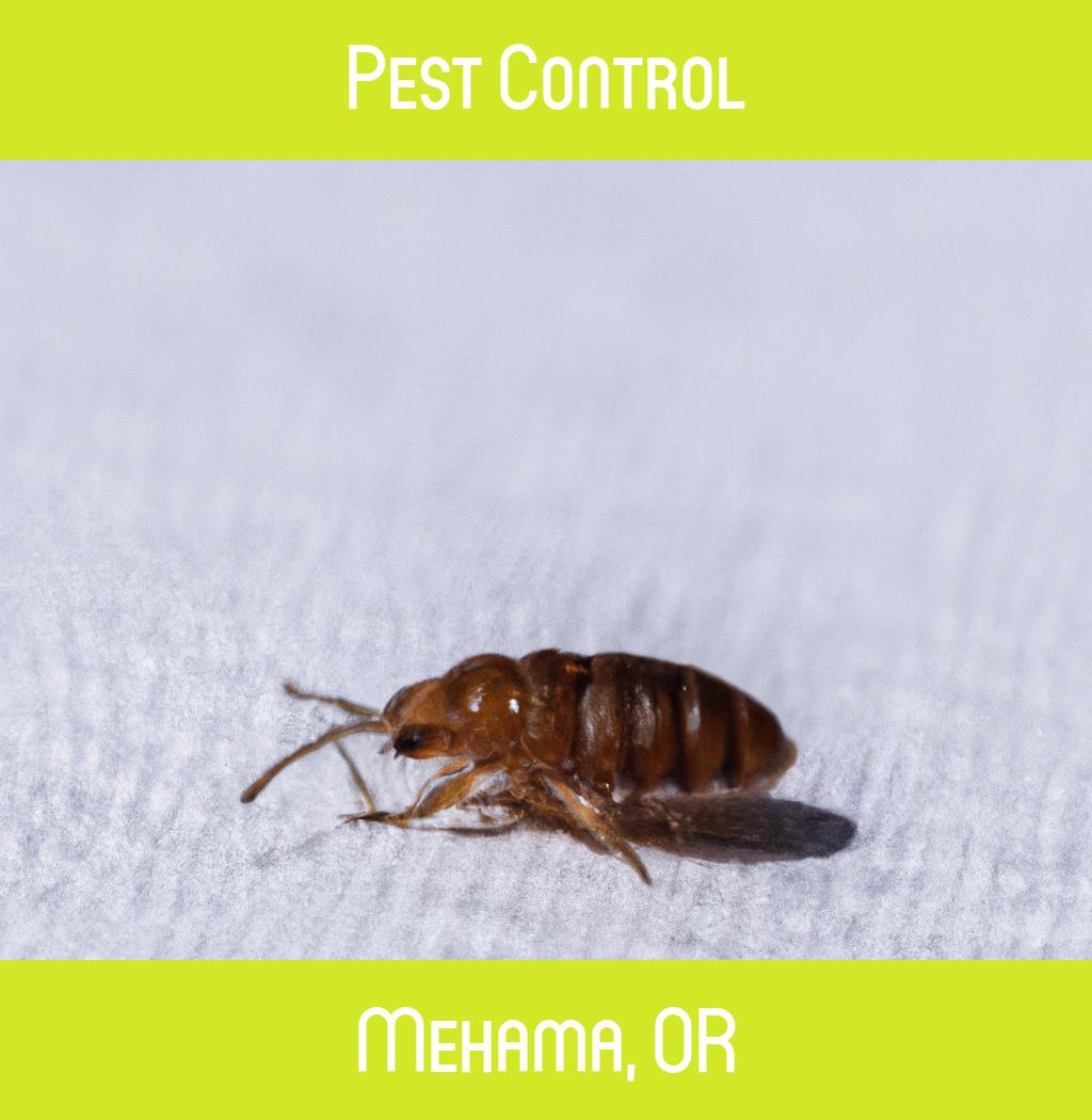 pest control in Mehama Oregon