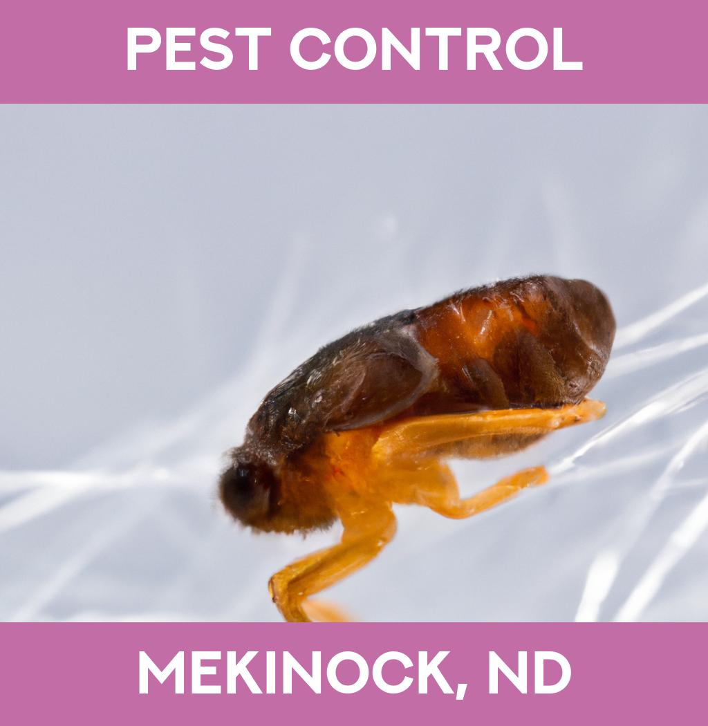 pest control in Mekinock North Dakota
