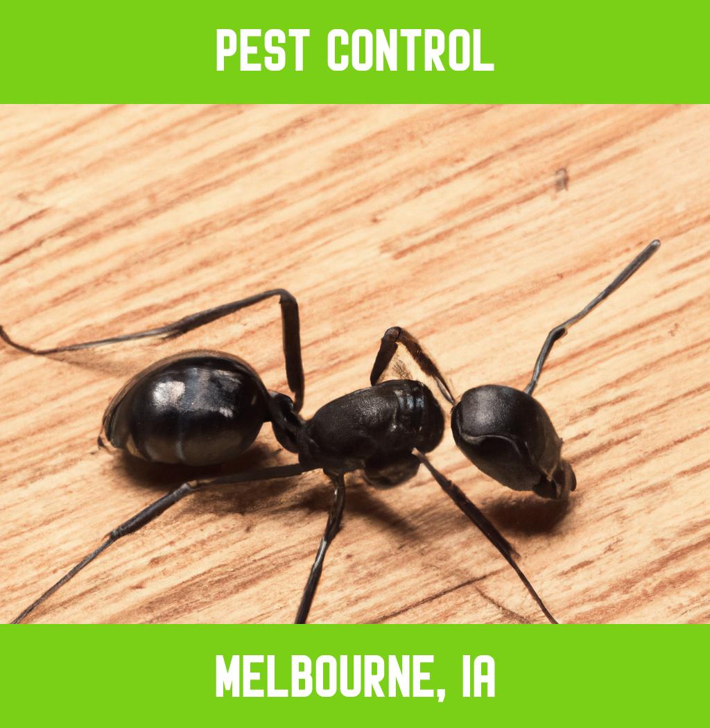pest control in Melbourne Iowa