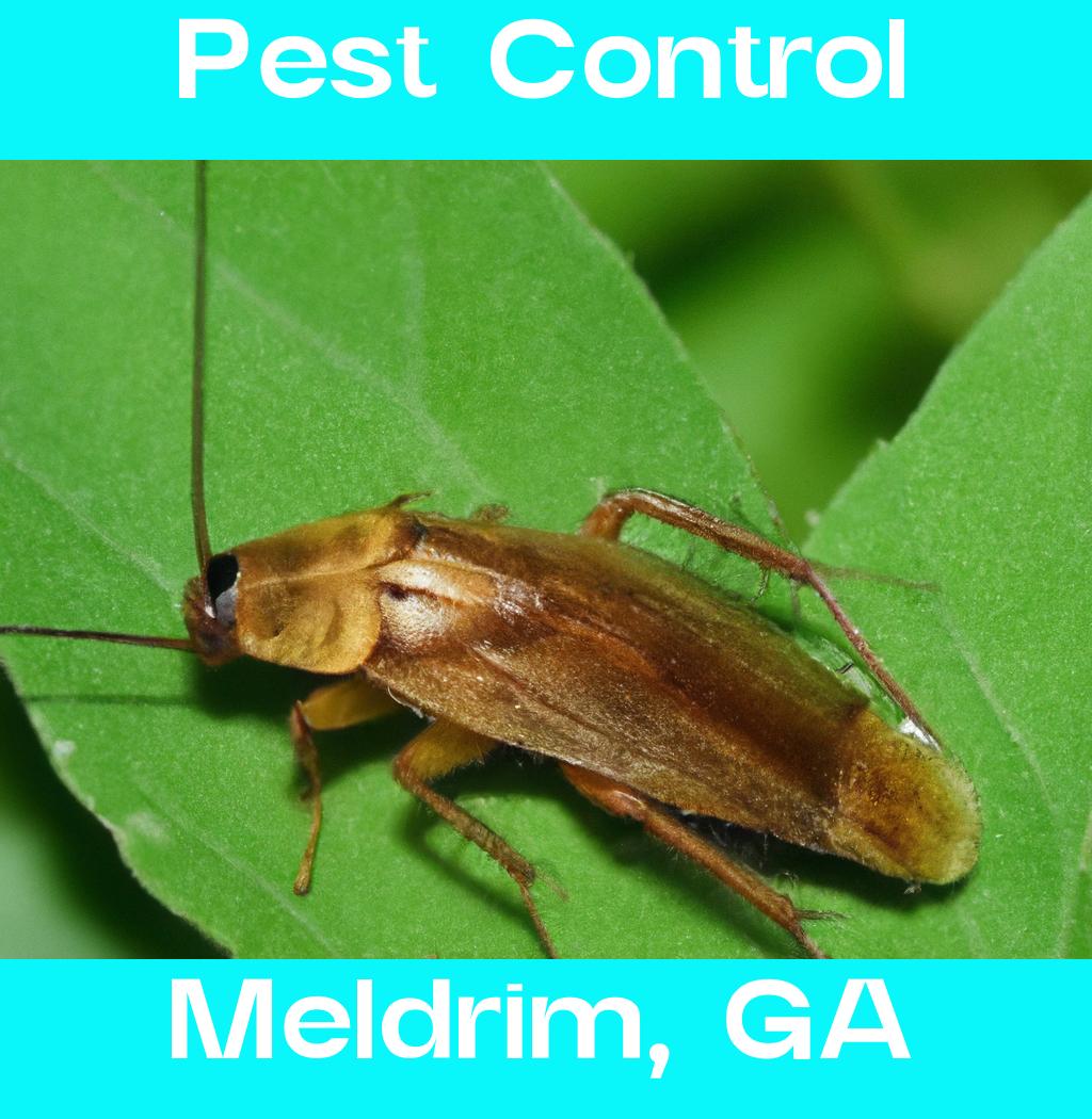 pest control in Meldrim Georgia