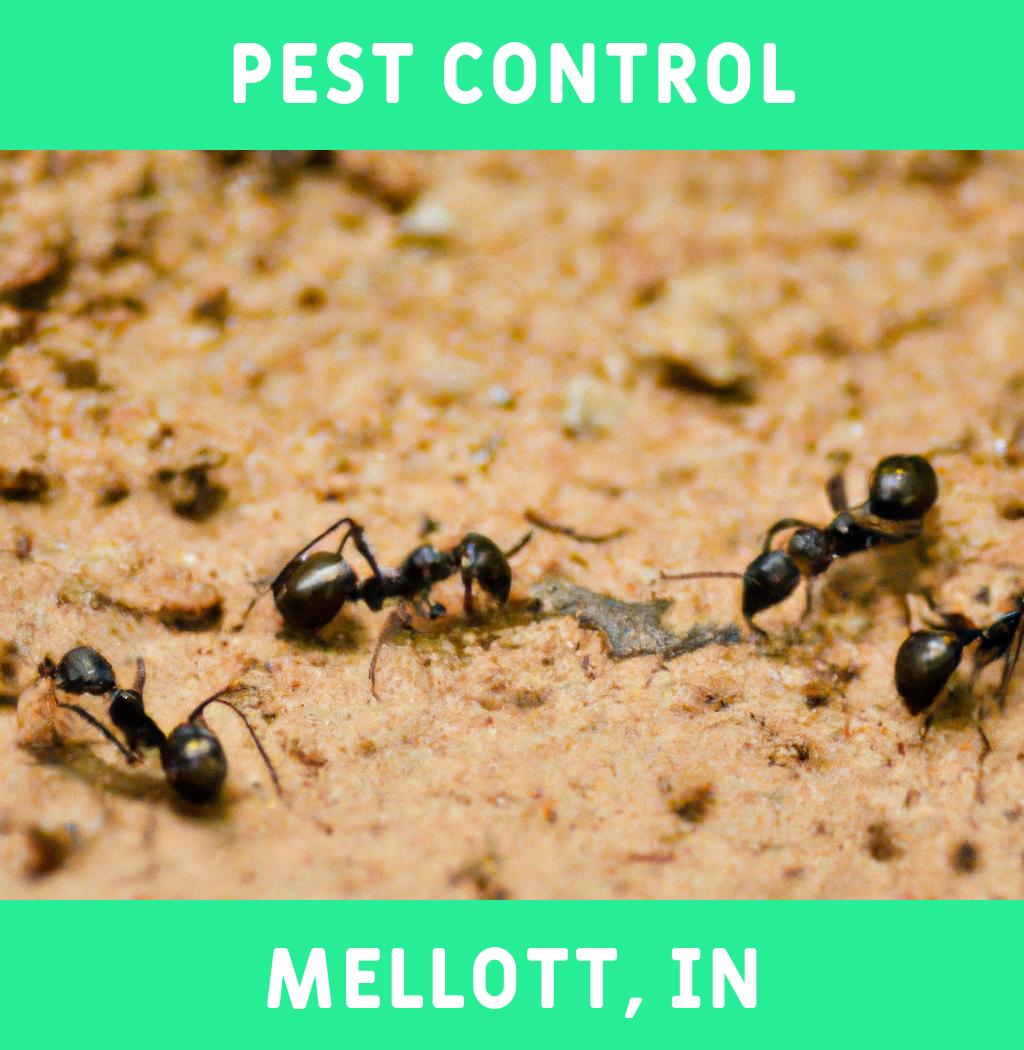 pest control in Mellott Indiana